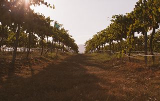 The Climate Atlas Predictions for the Wine Industry